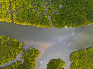 İnanılmaz bol mangrov ormanı, orman ağaçlarının havadan görünüşü yağmur ormanları ekosistemi ve sağlıklı çevre arka planı, tepeden tırnağa yeşil ağaçların yapısı, yüksek açı manzarası.