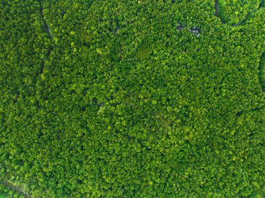 Mangrove Ormanı manzarasının hava görüntüsü Phang-nga Tayland 'da, güzel gün doğumu ya da gün batımı deniz üzerinde, inanılmaz manzara manzarası