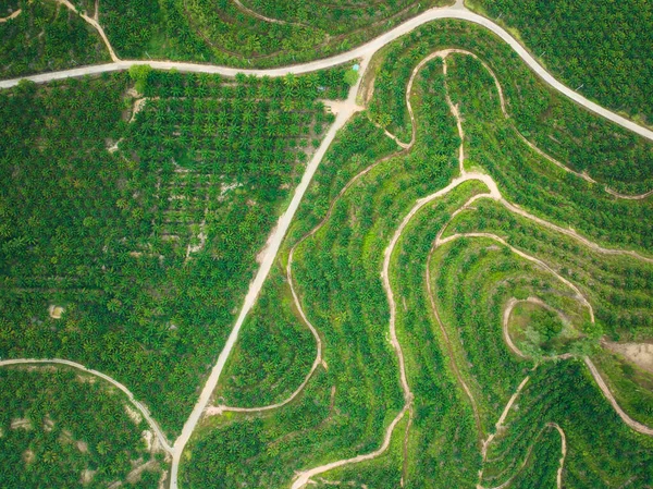 Row Palm Tree Plantation Garden High Mountain Phang Nga Thailand — Stock Photo, Image