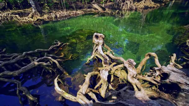 湿地林の熱帯樹の根とクリスタルクリアウォーターストリーム運河のTha Pom Klong Namマングローブ湿地 クラビタイの美しい自然景観 — ストック動画