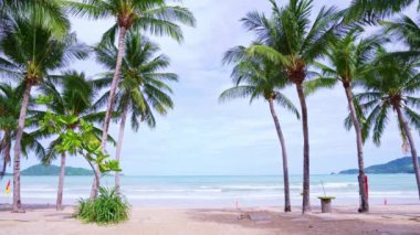 Sahildeki güzel hindistan cevizi palmiyeleri Phuket Tayland, sahildeki Patong Sahili Palmiyeleri, Sahildeki Hindistan cevizi palmiyeleri Kumlu güneşli gökyüzü yaz manzarası
