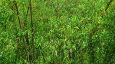 Rüzgarda sallanan yeşil bambu Yavaş çekim, bambu ormanını sallayan rüzgar doğal çevre.
