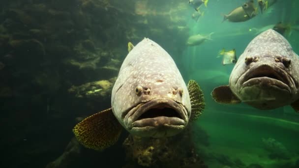 Велика Чорна Риба Акваріумі — стокове відео