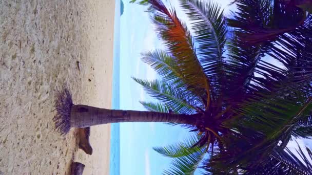 美丽的椰子树在海滩上泰国普吉岛 帕东岛棕榈树在海滩上 椰子树在海滨上 阳光明媚的天空 夏日的背景 — 图库视频影像