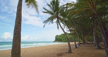 Sahildeki güzel hindistan cevizi palmiyeleri Phuket Tayland, adalardaki inanılmaz plaj okyanustaki Row Palms ağaçları, plajdaki beyaz kumlu gökyüzü, yaz manzarası