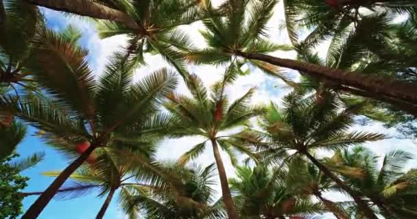 Bottom View Coconut Palm Tree Sunny Summer Day Amazing View — Stock Video