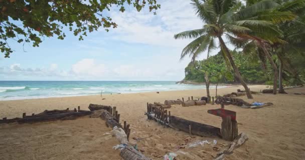 타이의 해변에 아름다운 야자나무 놀라운 바다에 나무들 해변에 모래사장 Sunny — 비디오