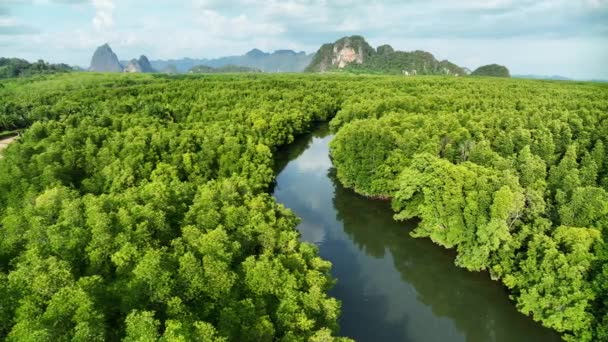 Incrível Abundante Mangue Floresta Rio Vista Aérea Árvores Florestais Ecossistema — Vídeo de Stock