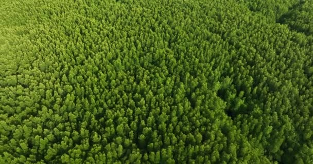富饶的红树林河流 森林树木的空中景观热带雨林生态系统和健康的环境背景 — 图库视频影像