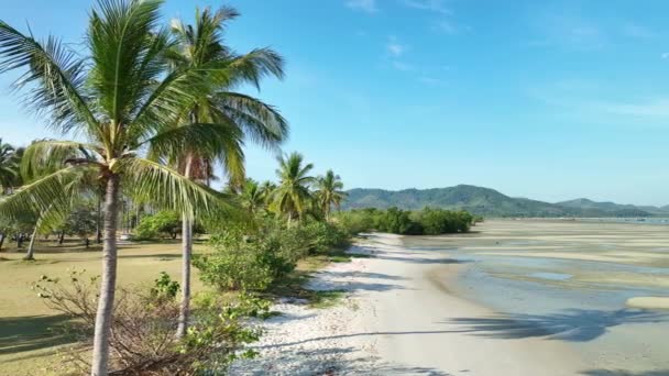 해변에 코코넛 야자수 아름다운 날씨의 — 비디오