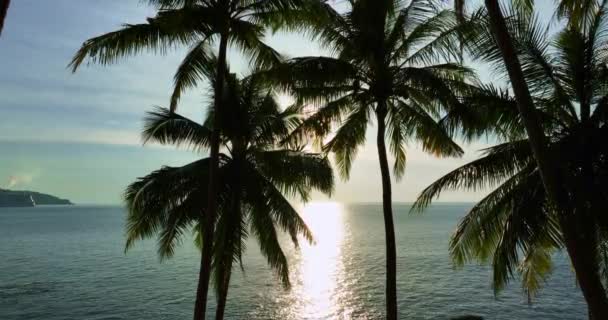 Coconut Palm Trees Beach Beautiful Sunny Day Good Weather Day — Stock Video