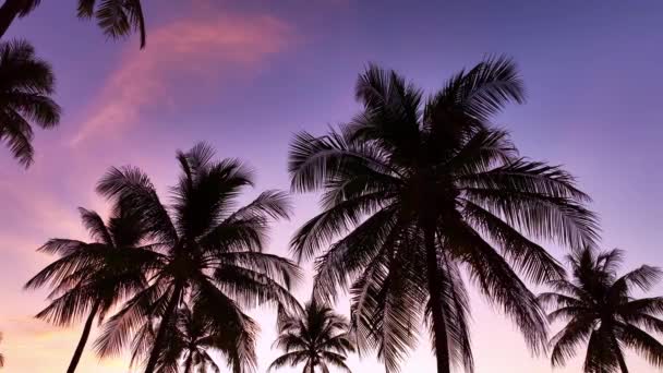 Silhouette Coconut Palm Trees Beautiful Sunset Sunrise Sky Sea Amazing — Stock Video