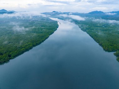 İnanılmaz bol mangrov ormanı, orman ağaçlarının havadan görünüşü yağmur ormanları ekosistemi ve sağlıklı çevre arka planı, tepeden tırnağa yeşil ağaçların yapısı, yüksek açı manzarası.