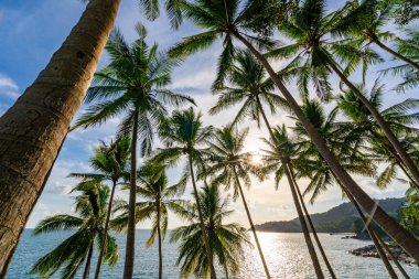 Manzara geniş açılı Hindistan cevizi palmiye ağaçları gün batımında ya da gün doğumunda deniz üzerinde gökyüzü, güzel doğa deniz manzarası arka plan