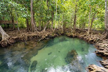 Thapom Krabi Tayland 'da mangrov ormanı olan muhteşem zümrüt kanalı. Zümrüt havuz, mangrov ormanlarının arka planında görülmemiş bir havuz.