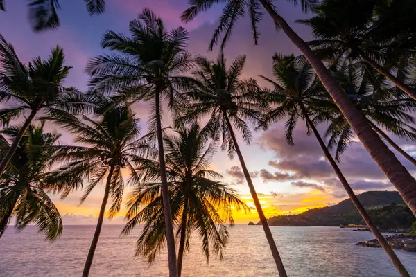 Landscape Wide Angle View Coconut Palm Trees Sunset Sunrise Sky — Stock Photo, Image