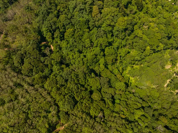 Incrível Natureza Vista Superior Árvores Floresta Fundo — Fotografia de Stock