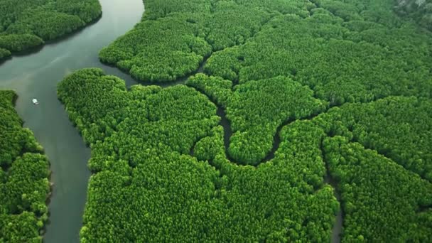 令人惊叹的丰富的红树林河流 森林树木的空中景观热带雨林生态系统和健康的环境背景 绿树森林的结构从上往下高角观点 — 图库视频影像