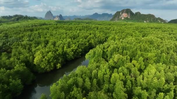 Fantastisk Riklig Mangrove Skog Flod Flygfoto Skogsträd Regnskogsekosystem Och Hälsosam — Stockvideo