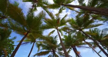 Güneşli yaz gününde hindistan cevizi palmiyesinin en alt görüntüsü, tropikal havalarda Hindistan cevizli palmiye ağaçlarının muhteşem görüntüsü.