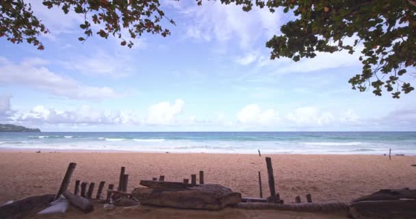 나무가있는 놀라운 해변은 바다에 프레임을 남깁니다 화창한 배경으로 해변에 프레임을 — 비디오
