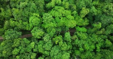 Şaşırtıcı doğa. Ağaçların tepesi orman arka planı.
