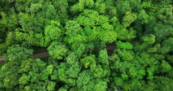 Verbazingwekkende Natuur Top Uitzicht Bomen Bos Achtergrond — Stockvideo