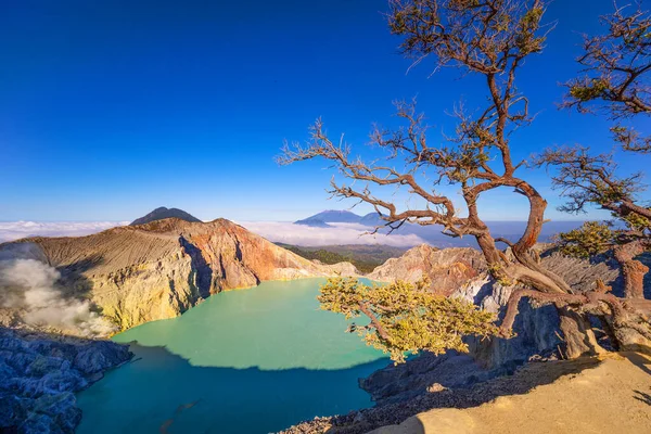 Deadwood Leafless Tree Turquoise Water Lake Beautiful Nature Landscape Mountain — Stock Photo, Image