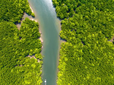 İnanılmaz bol mangrov ormanı, orman ağaçlarının havadan görünüşü yağmur ormanları ekosistemi ve sağlıklı çevre arka planı, tepeden tırnağa yeşil ağaçların yapısı, yüksek açı manzarası.