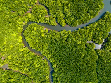 İnanılmaz bol mangrov ormanı, orman ağaçlarının havadan görünüşü yağmur ormanları ekosistemi ve sağlıklı çevre arka planı, tepeden tırnağa yeşil ağaçların yapısı, yüksek açı manzarası.