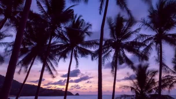 Timelapse Silhouette Coconut Palm Trees Beautiful Sunset Sunrise Sky Sea — Stock Video