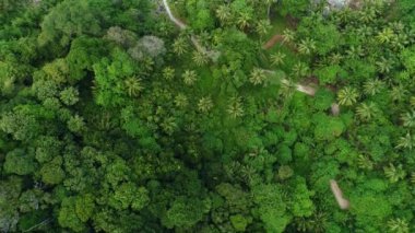 Güzel denizi olan inanılmaz yağmur ormanları, güzel Phuket Adası Tayland 'daki tropik okyanus manzarası, güzel deniz yaz arkaplanı