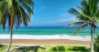 Hava görüntüsü dronu yaz günü denize, güneşli gökyüzüne ve palmiye ağaçlarına uçar. Bir palmiye ağacının etrafında uçar, sahilde hindistan cevizi ağaçları, yaz arkaplanı