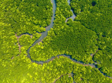 İnanılmaz bol mangrov ormanı, orman ağaçlarının havadan görünüşü yağmur ormanları ekosistemi ve sağlıklı çevre arka planı, tepeden tırnağa yeşil ağaçların yapısı, yüksek açı manzarası.