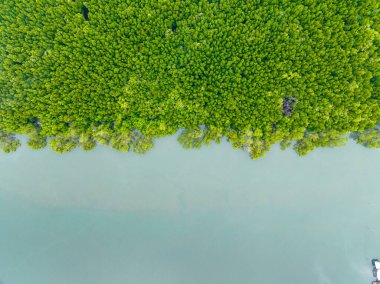 İnanılmaz bol mangrov ormanı, orman ağaçlarının havadan görünüşü yağmur ormanları ekosistemi ve sağlıklı çevre arka planı, tepeden tırnağa yeşil ağaçların yapısı, yüksek açı manzarası.