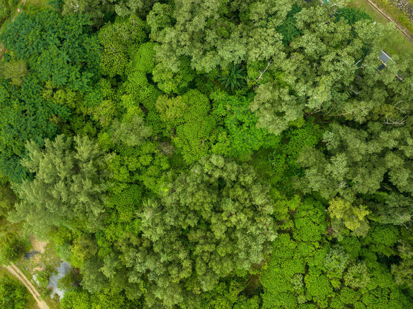 Amazing nature top view trees forest background