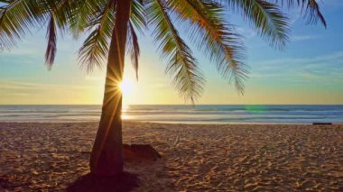 Phuket Thailand sahilindeki güzel hindistan cevizi palmiyeleri, Adalardaki inanılmaz plajlar