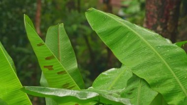 Yaz muson yağmurlarında yemyeşil muz yaprakları, ağaç yapraklarını yıkayan su damlaları, bahçedeki yeşil yapraklara dökülen yağmur, doğa ortamı.
