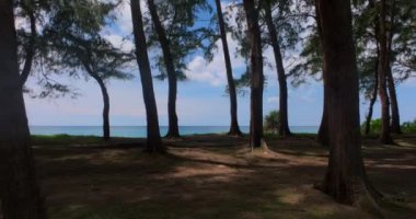 Hava manzarası denizden denize uçar çam ağaçlarının arasından geçer, güzel sahil manzarası