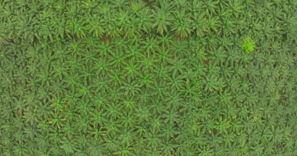 Horní Pohled Letecké Záběry Palmového Háje Dopoledních Hodinách Palmový Háj — Stock video