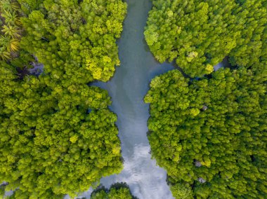 İnanılmaz bol mangrov ormanı, orman ağaçlarının havadan görünüşü yağmur ormanları ekosistemi ve sağlıklı çevre arka planı, tepeden tırnağa yeşil ağaçların yapısı, yüksek açı manzarası.