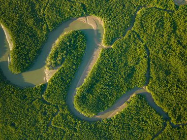 İnanılmaz bol mangrov ormanı, orman ağaçlarının havadan görünüşü yağmur ormanları ekosistemi ve sağlıklı çevre arka planı, tepeden tırnağa yeşil ağaçların yapısı, yüksek açı manzarası.