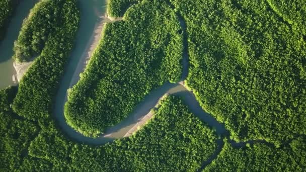 Удивительный Обильный Мангровый Лес Воздушный Вид Лесные Деревья Тропических Лесов — стоковое видео
