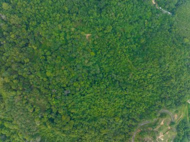 Hava görüntüsü Drone kamerası yağmur ormanları ağaçlarının tepesinde sağlıklı çevre konsepti ve yaz arkaplanı ile ekoloji