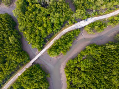 İnanılmaz bol mangrov ormanı, orman ağaçlarının havadan görünüşü yağmur ormanları ekosistemi ve sağlıklı çevre arka planı, tepeden tırnağa yeşil ağaçların yapısı, yüksek açı manzarası.