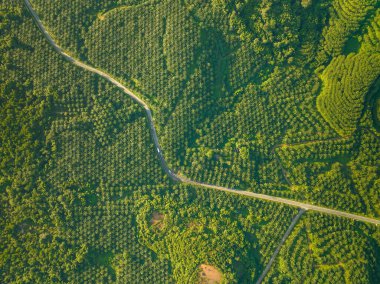 Phang nga thailand 'daki yüksek dağdaki palmiye bahçesi sıraları, yüksek açılı insansız hava aracı, palmiye ağaçlarının çevresindeki yüksek açılı yol.