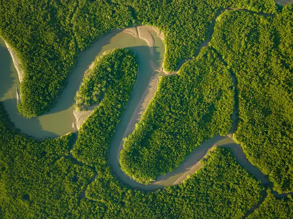 İnanılmaz bol mangrov ormanı, orman ağaçlarının havadan görünüşü yağmur ormanları ekosistemi ve sağlıklı çevre arka planı, tepeden tırnağa yeşil ağaçların yapısı, yüksek açı manzarası.