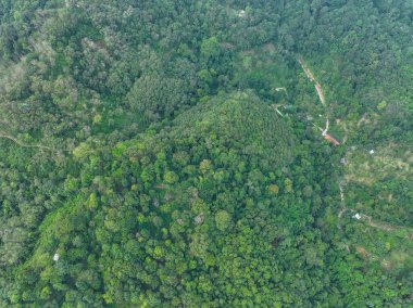 Hava görüntüsü Drone kamerası yağmur ormanları ağaçlarının tepesinde sağlıklı çevre konsepti ve yaz arkaplanı ile ekoloji