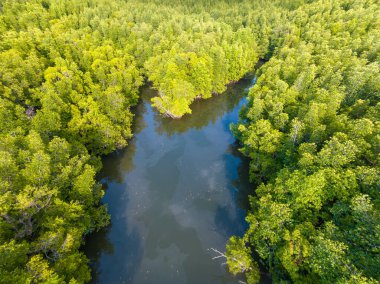 İnanılmaz bol mangrov ormanı, orman ağaçlarının havadan görünüşü yağmur ormanları ekosistemi ve sağlıklı çevre arka planı, tepeden tırnağa yeşil ağaçların yapısı, yüksek açı manzarası.