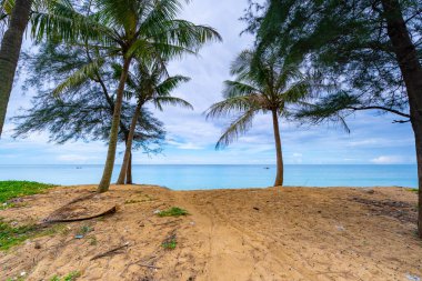 Phuket Tayland 'da tropikal deniz, Tayland' da Hindistan cevizi palmiyeleri olan güzel sahil.